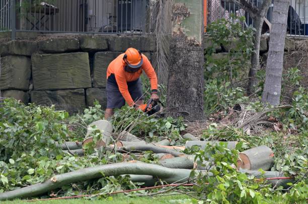 Best Tree Risk Assessment  in Sandersville, GA